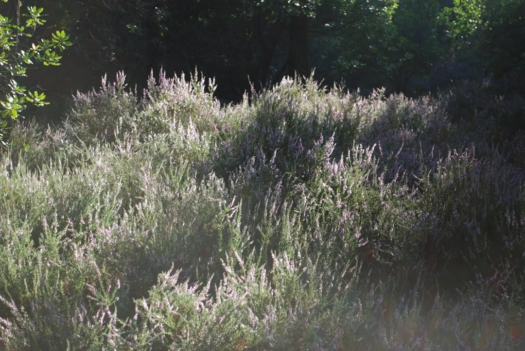 Aménagement jardin à La Bruyère