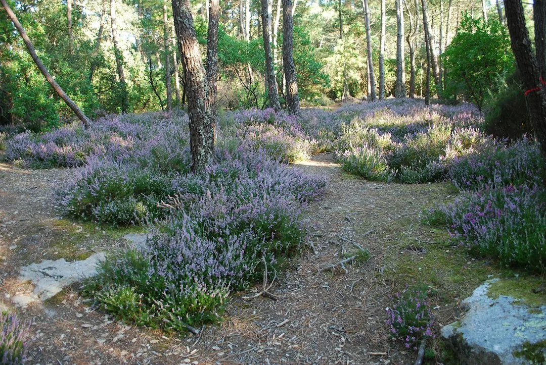 Aménagement jardin à La Bruyère