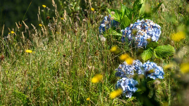 Massif de graminées et hortensias